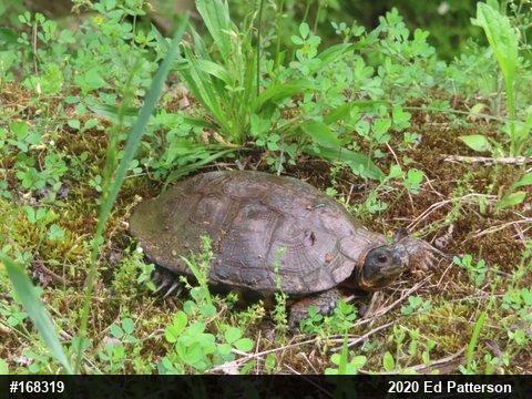 Wood Turtle
