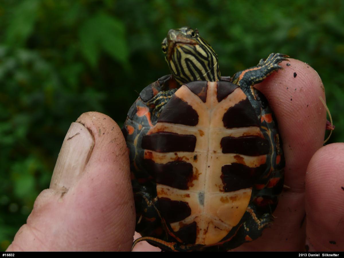 Eastern Painted Turtle