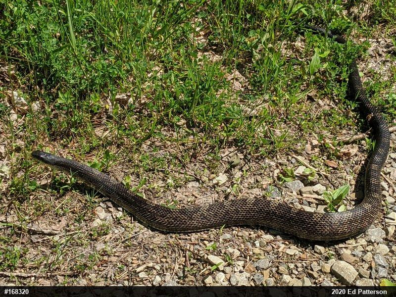 Eastern Ratsnake