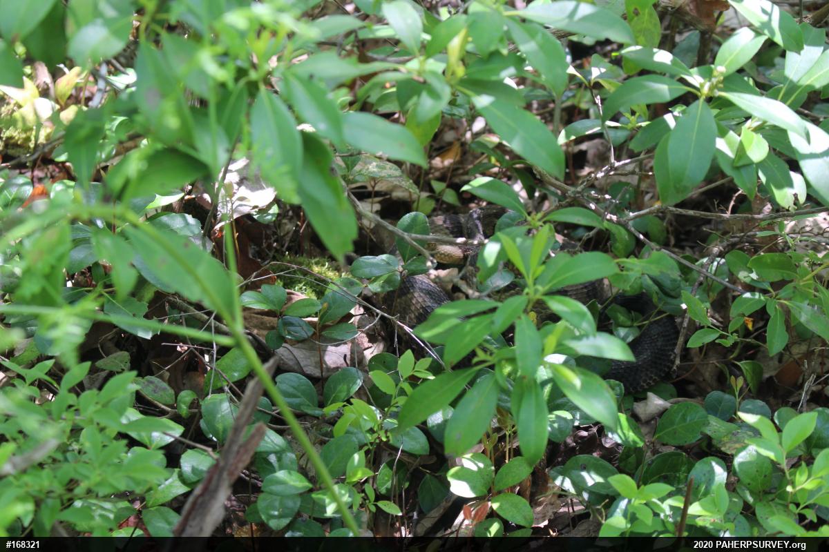 Timber Rattlesnake