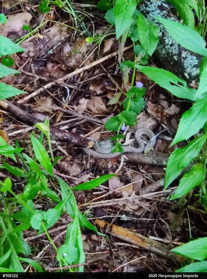 Eastern Gartersnake