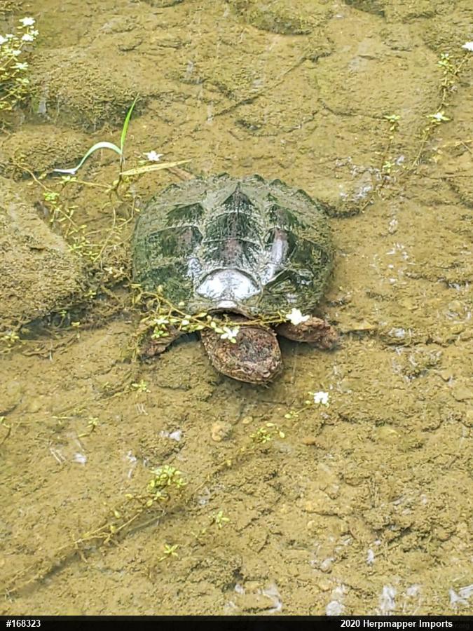 Snapping Turtle