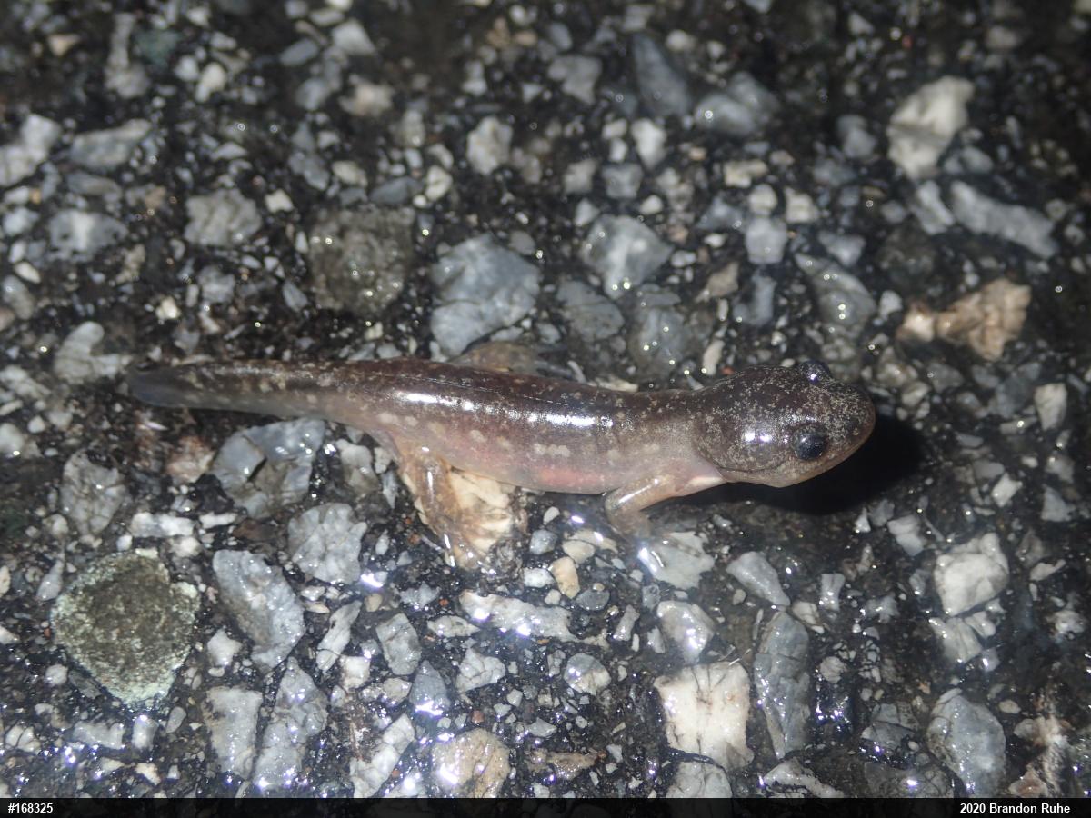 Marbled Salamander