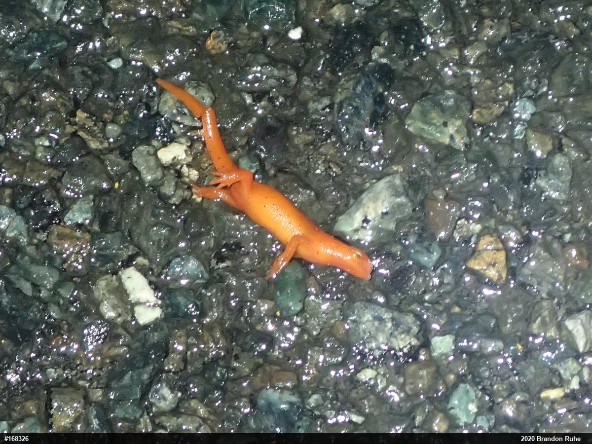 Red-spotted Newt