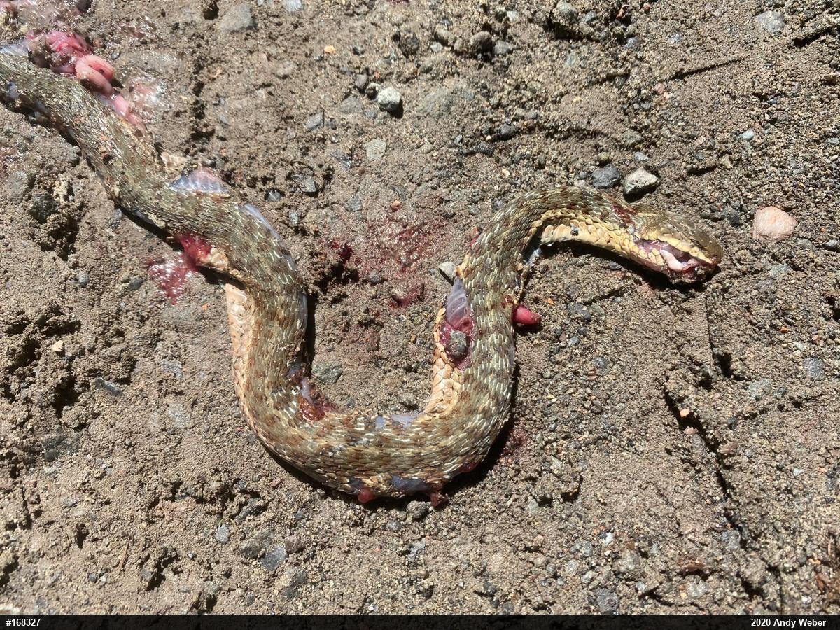 Eastern Gartersnake