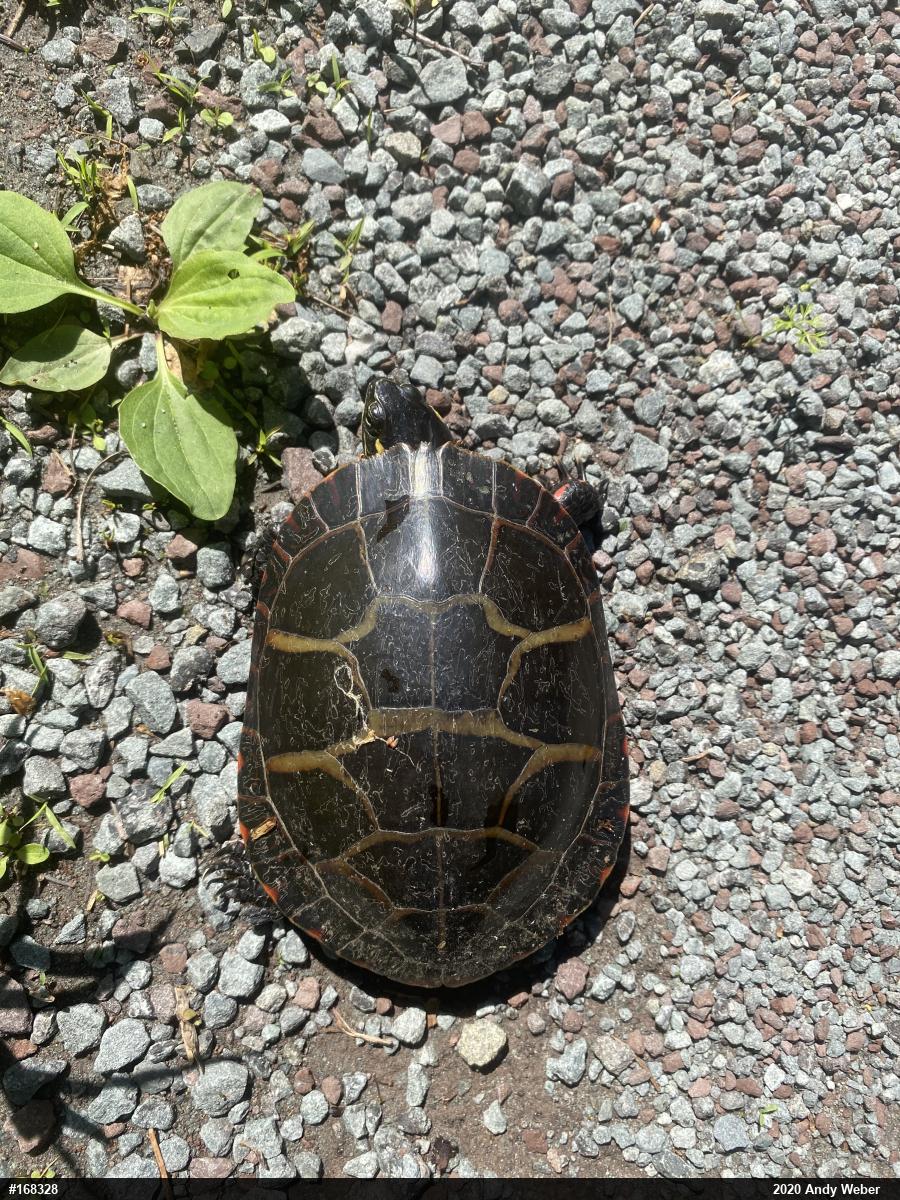 Painted Turtle