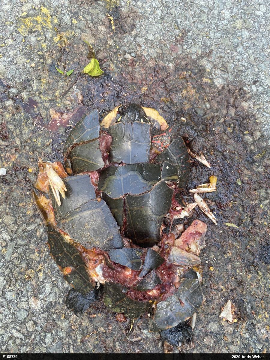 Painted Turtle