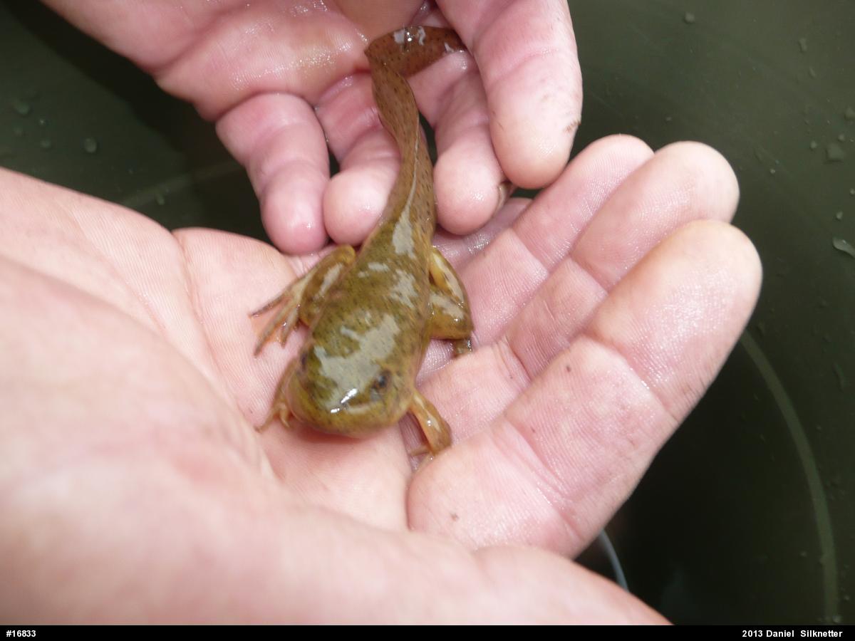 American Bullfrog