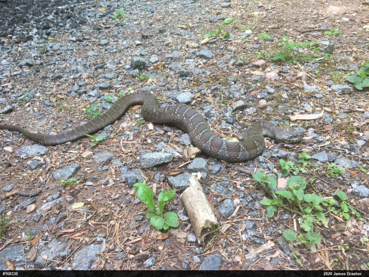 Northern Watersnake