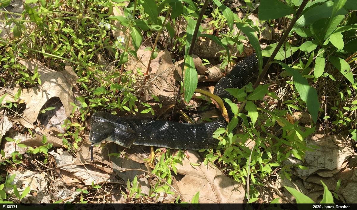 Eastern Ratsnake