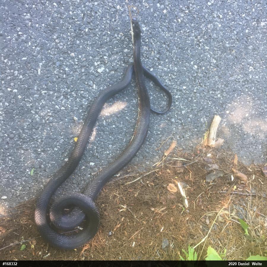 Eastern Ratsnake
