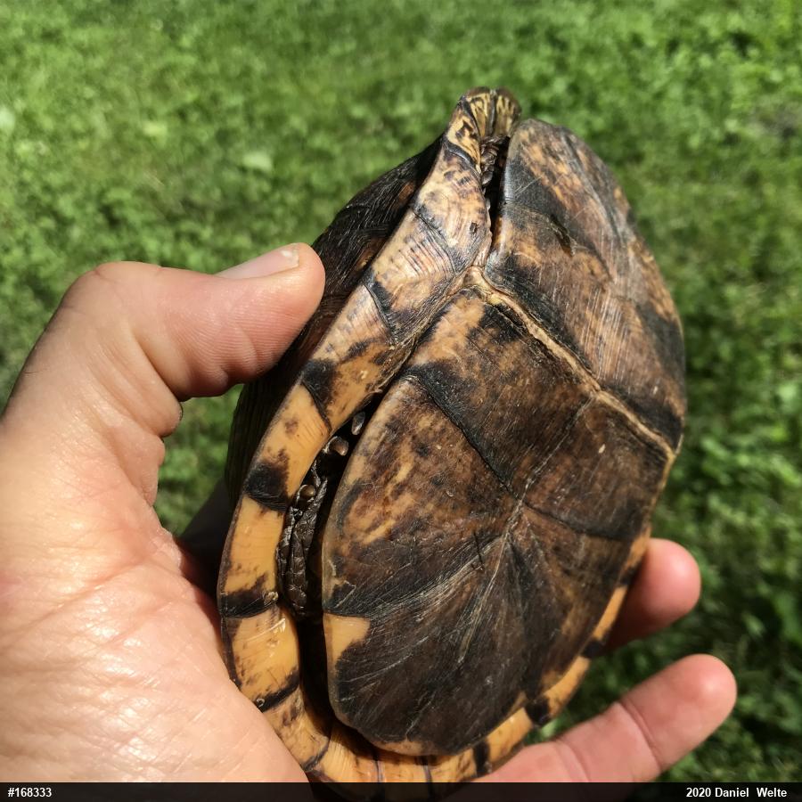 Eastern Box Turtle