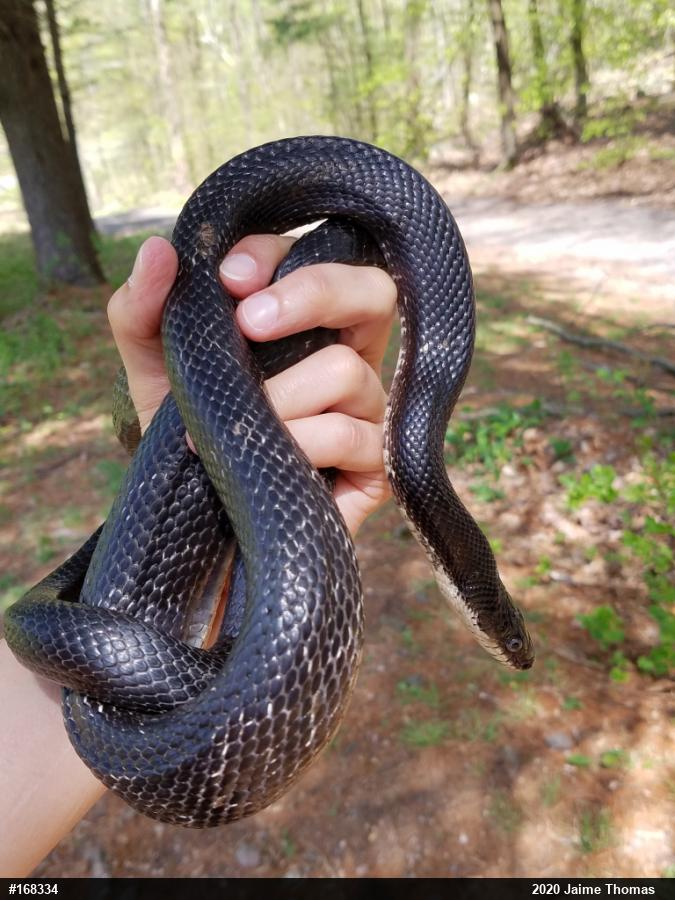 Eastern Ratsnake