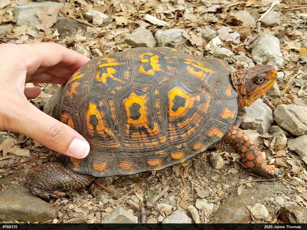 Eastern Box Turtle