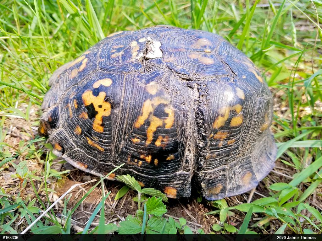 Eastern Box Turtle