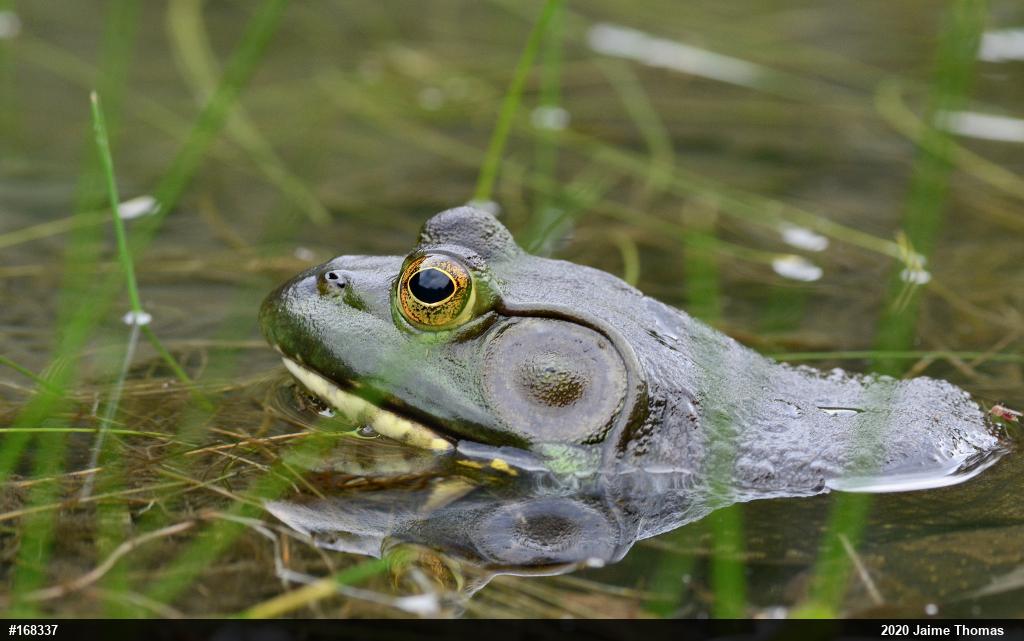 American Bullfrog
