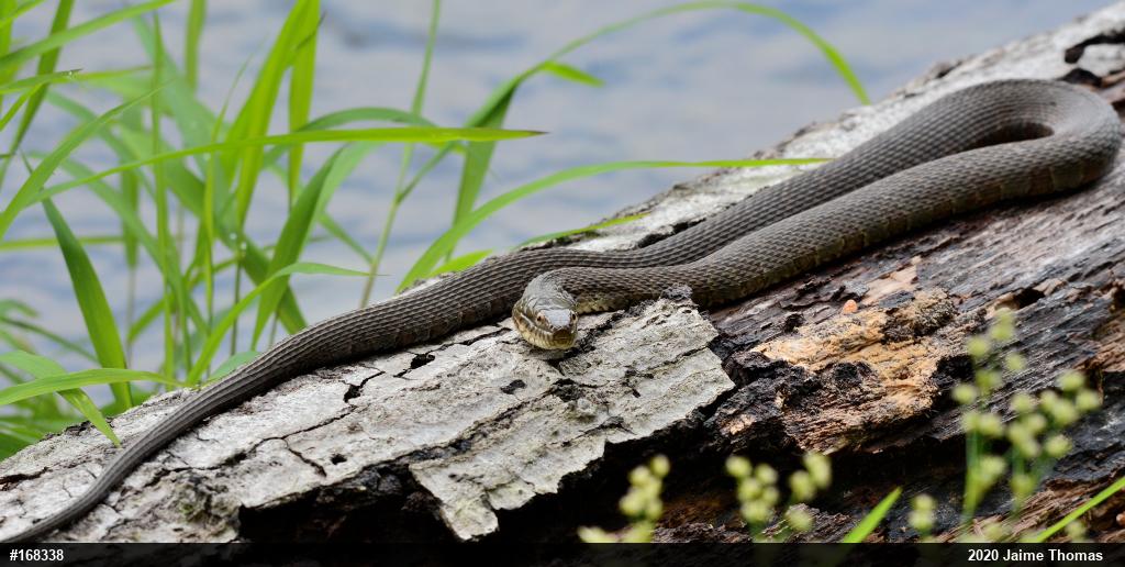 Northern Watersnake