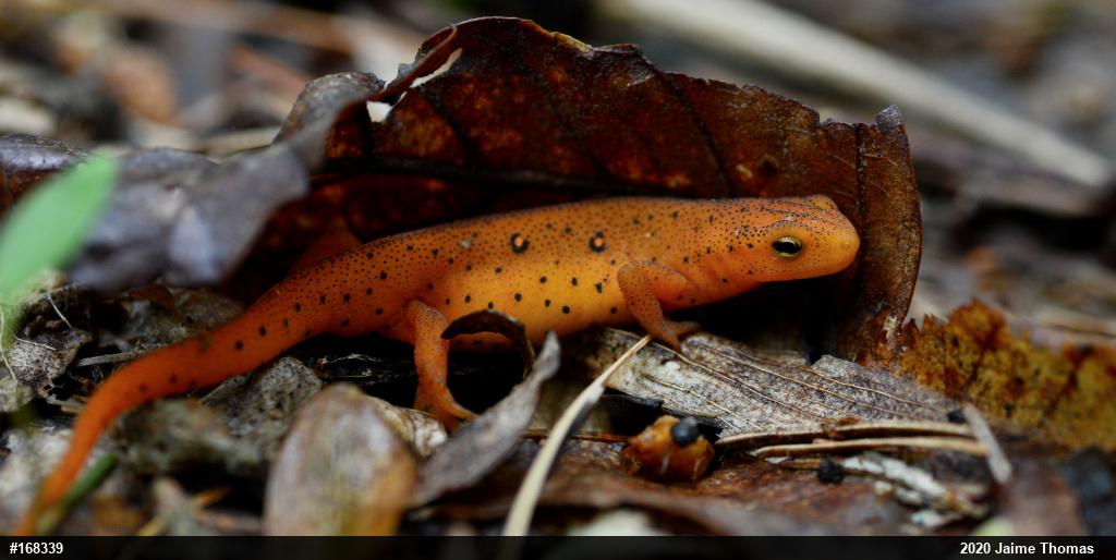 Red-spotted Newt