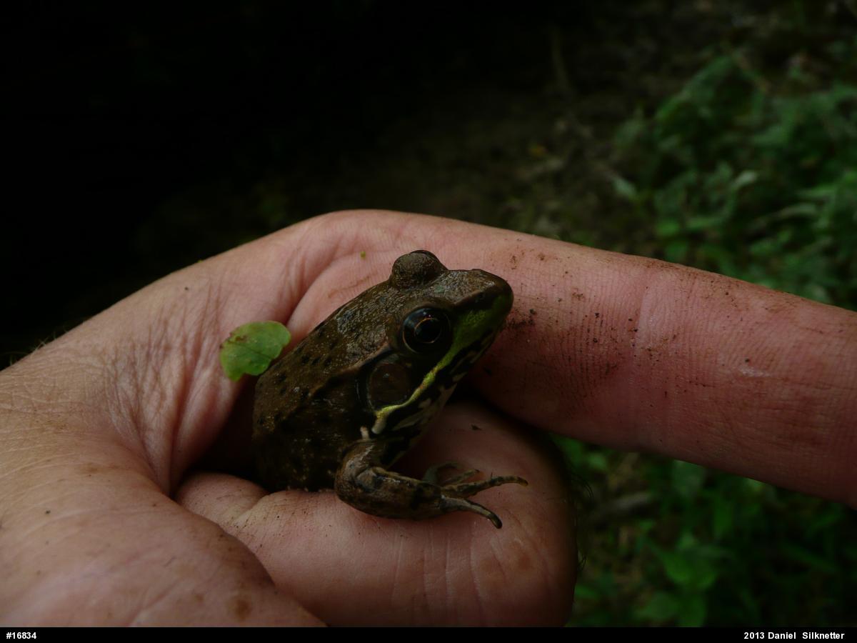 Green Frog