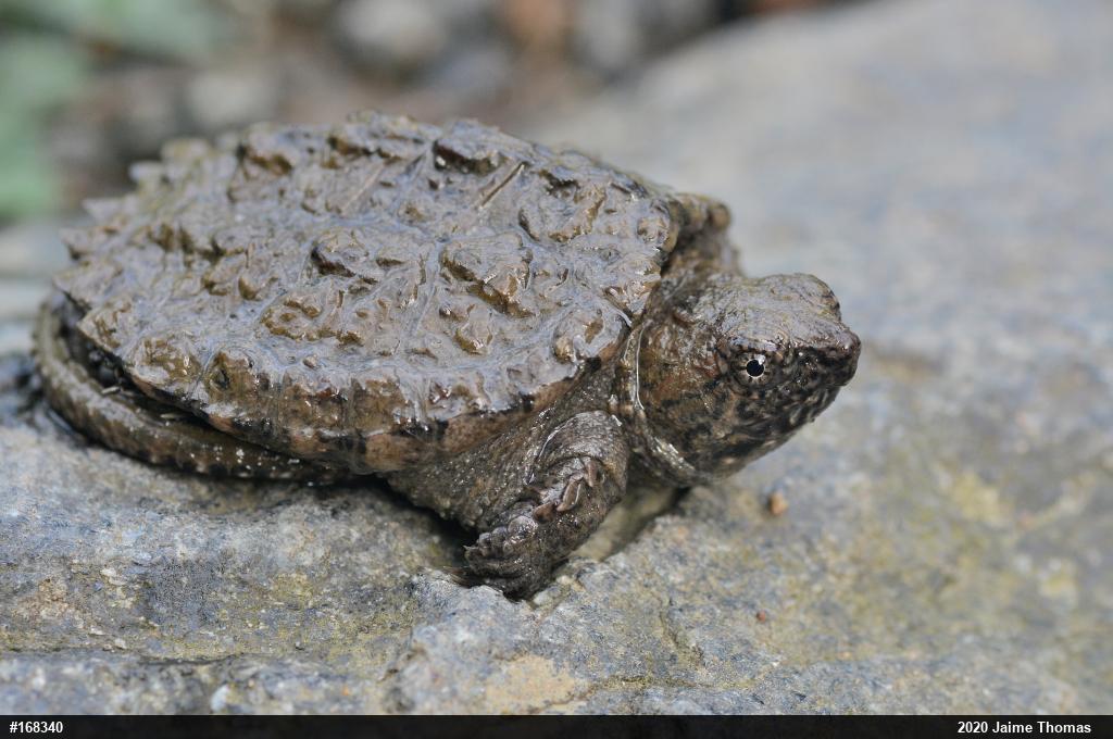 Snapping Turtle