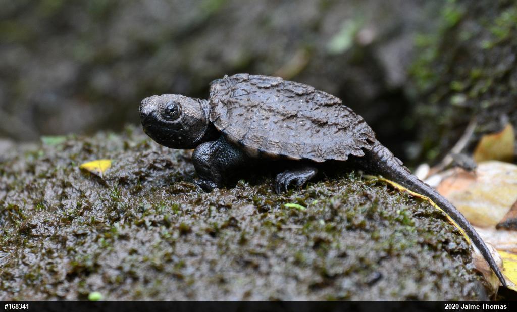 Snapping Turtle