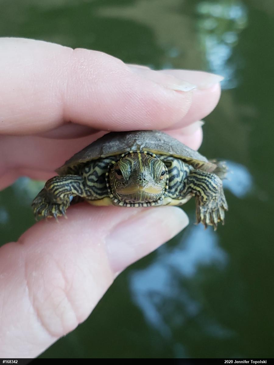 Northern Map Turtle