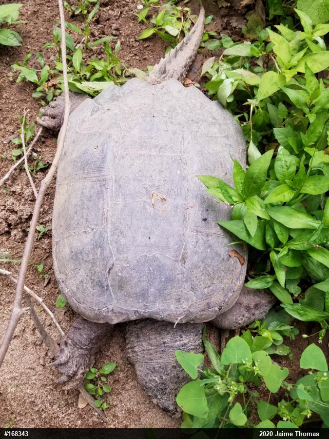 Snapping Turtle