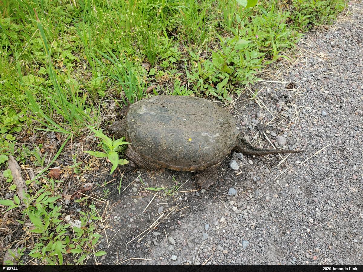 Snapping Turtle