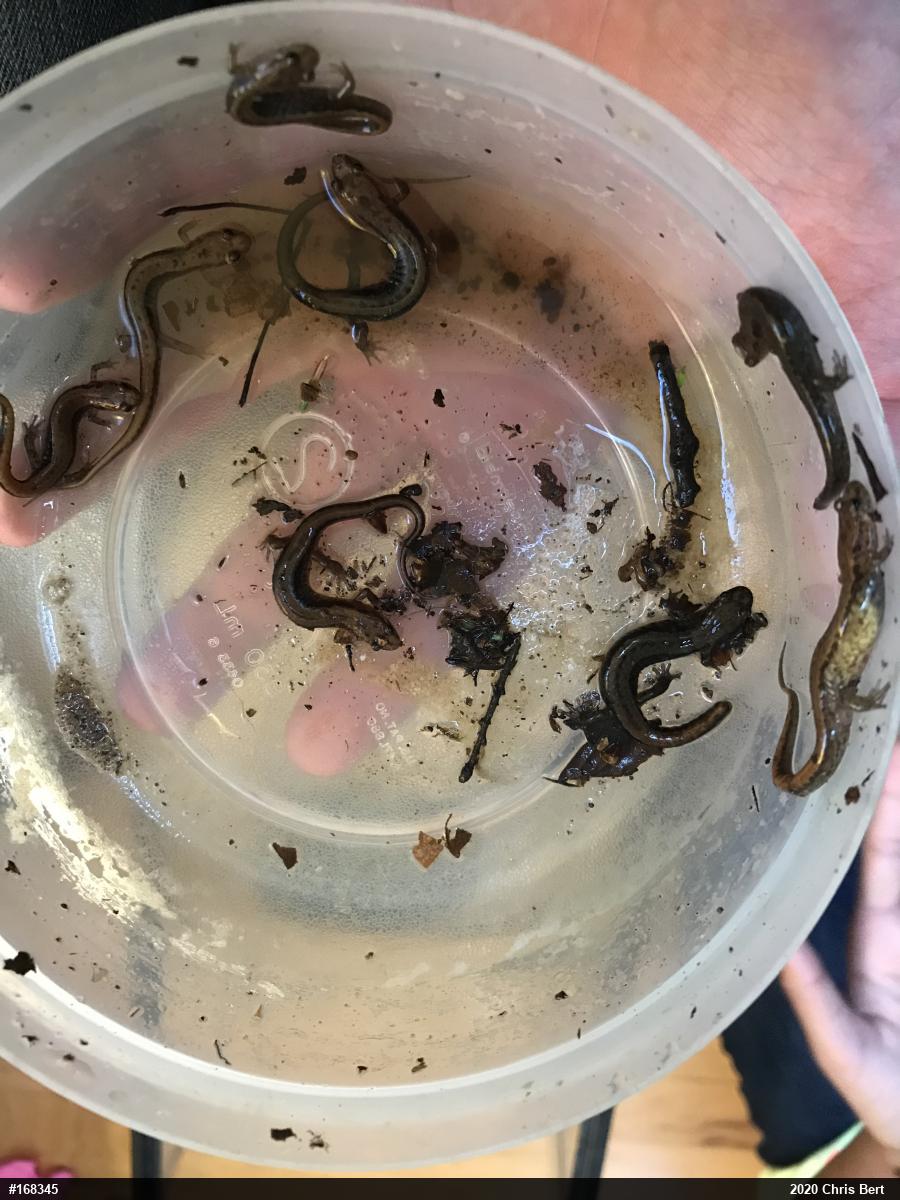 Allegheny Mountain Dusky Salamander