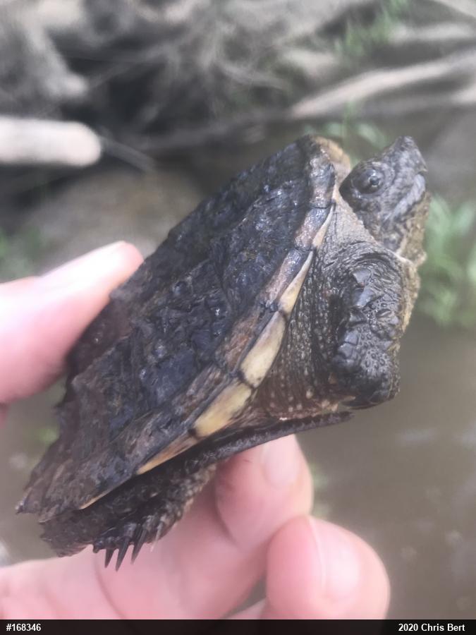 Snapping Turtle