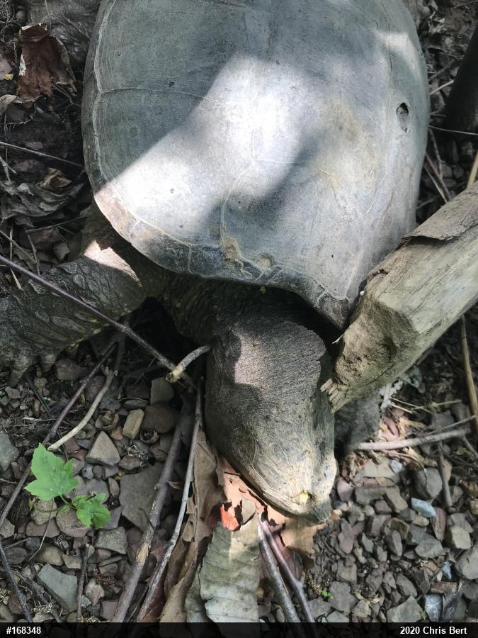 Snapping Turtle