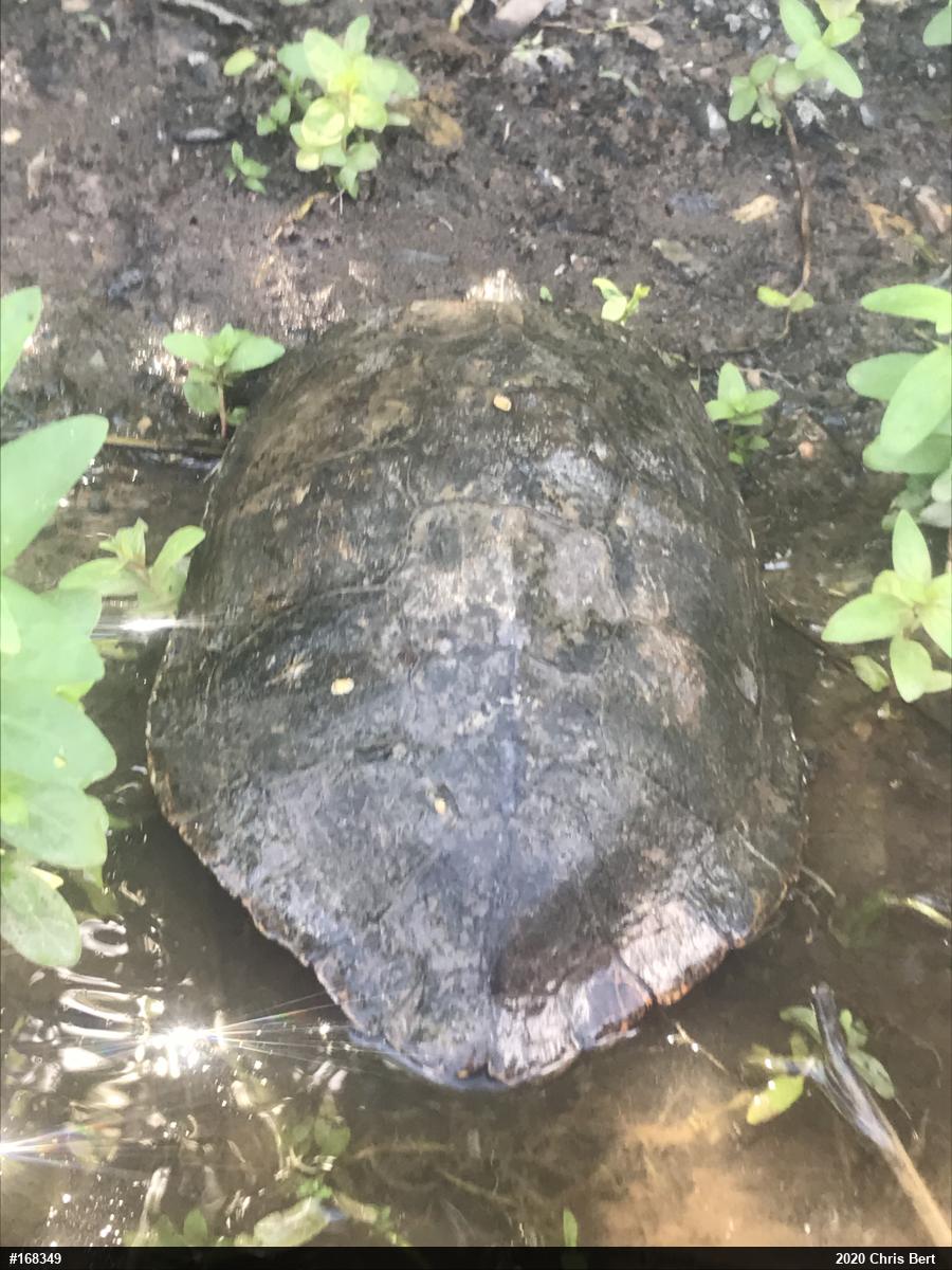 Northern Map Turtle