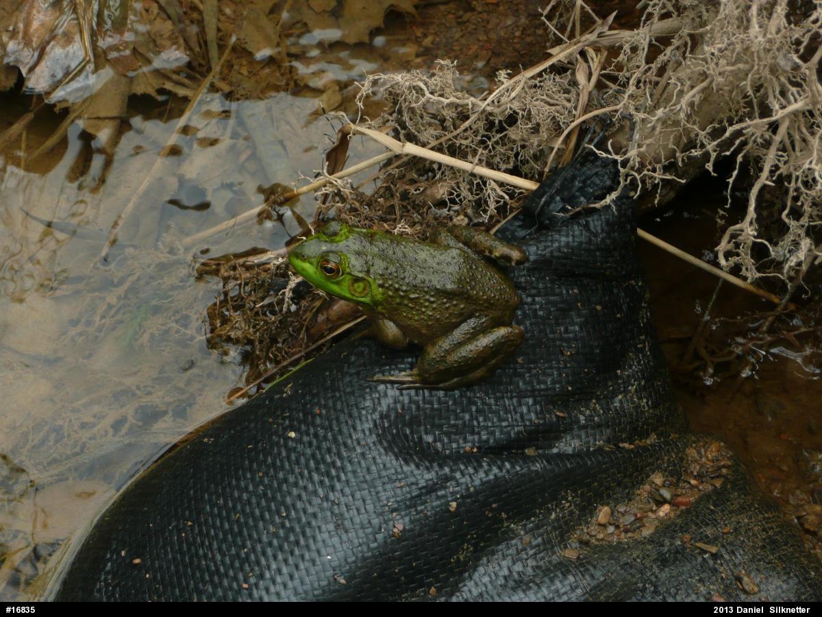 American Bullfrog