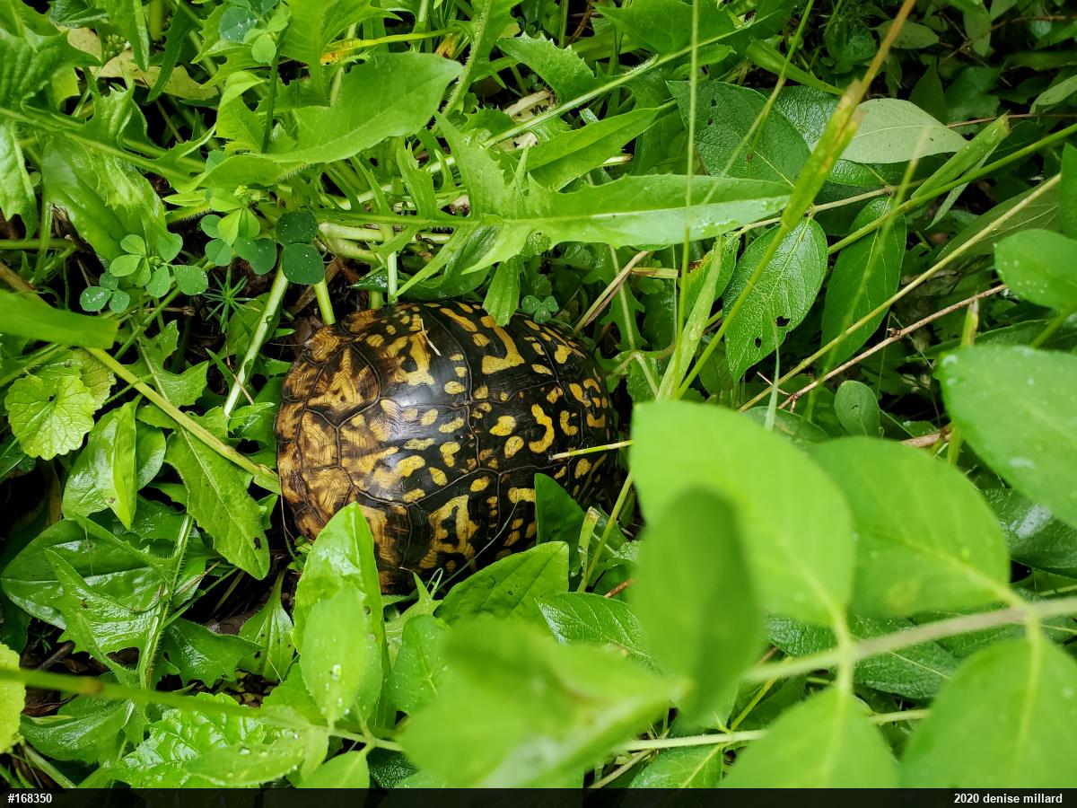 Eastern Box Turtle