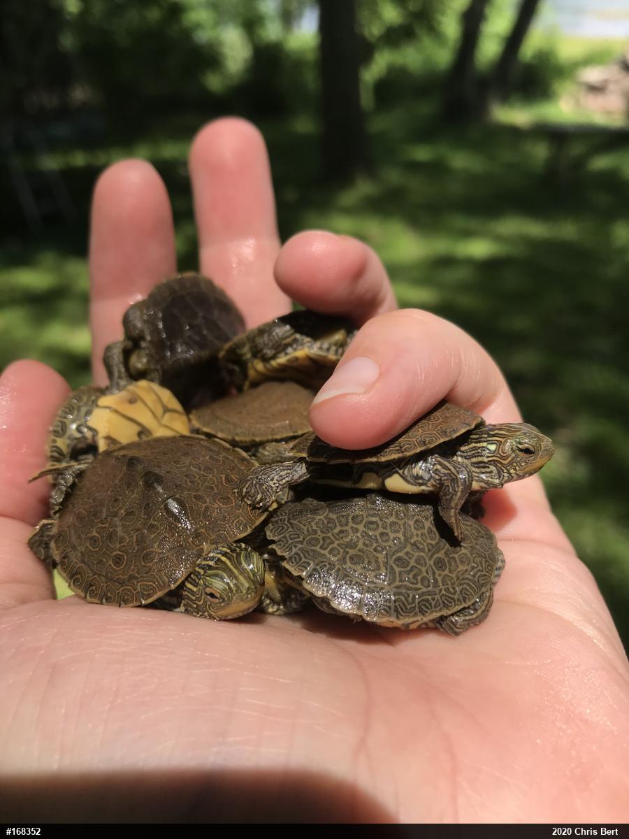 Northern Map Turtle