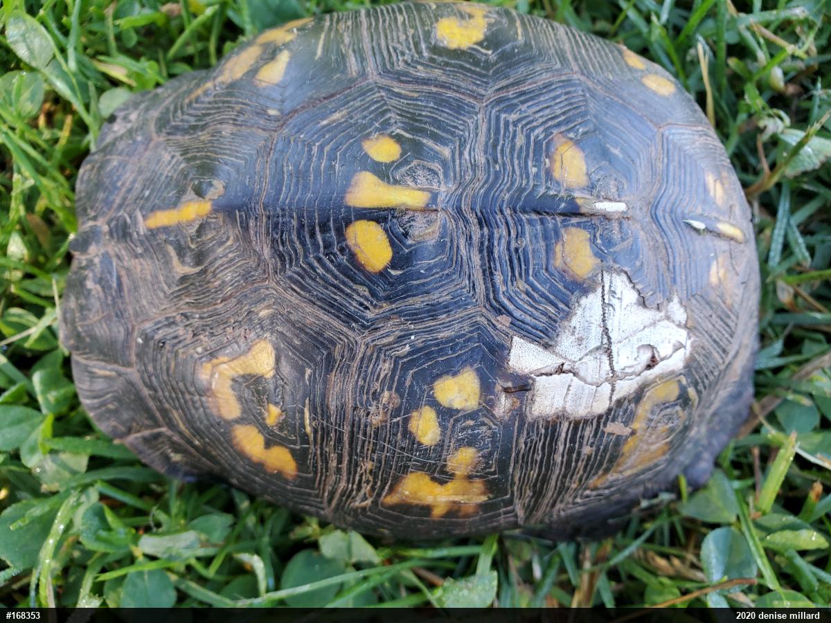 Eastern Box Turtle
