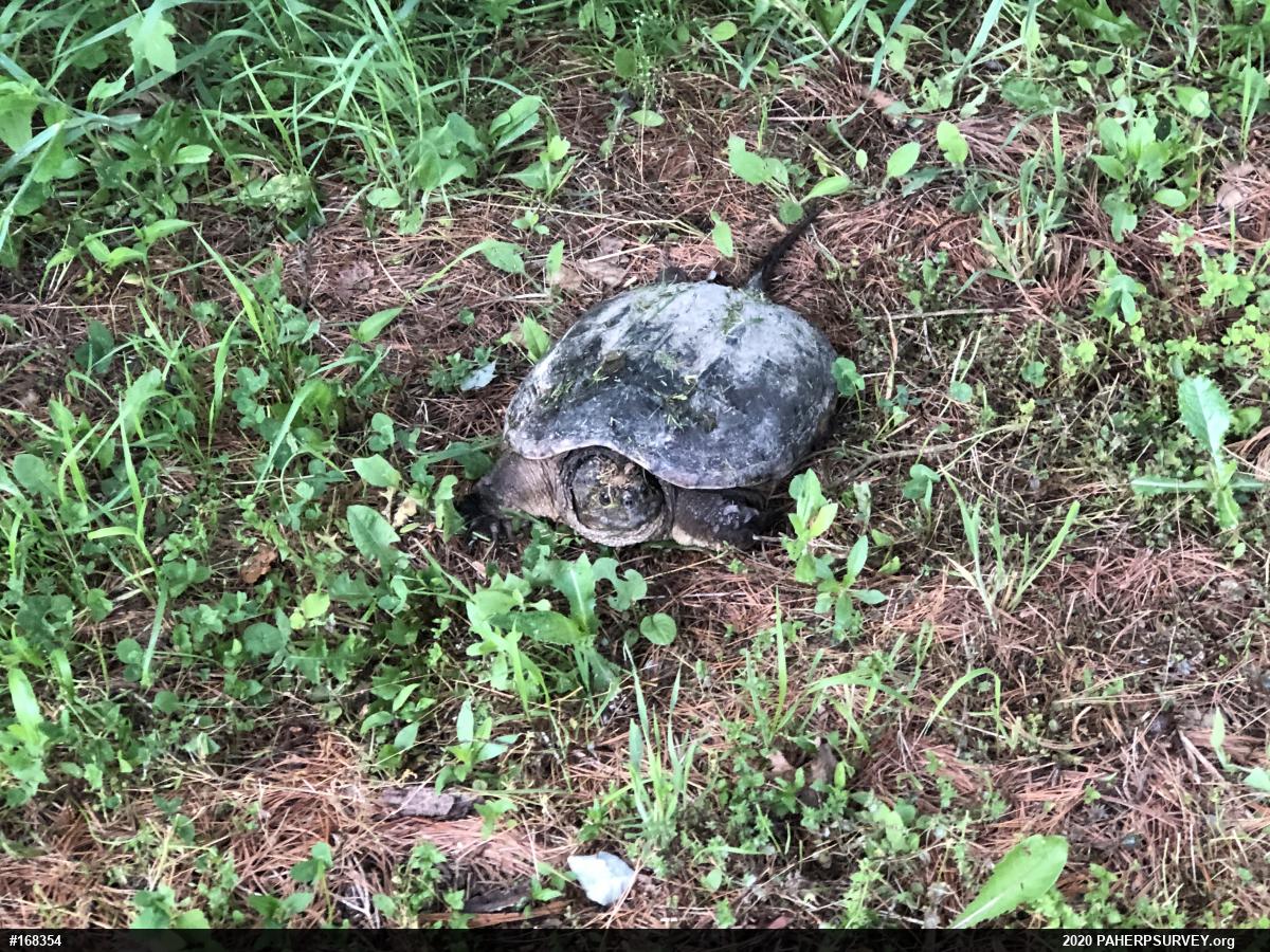 Snapping Turtle