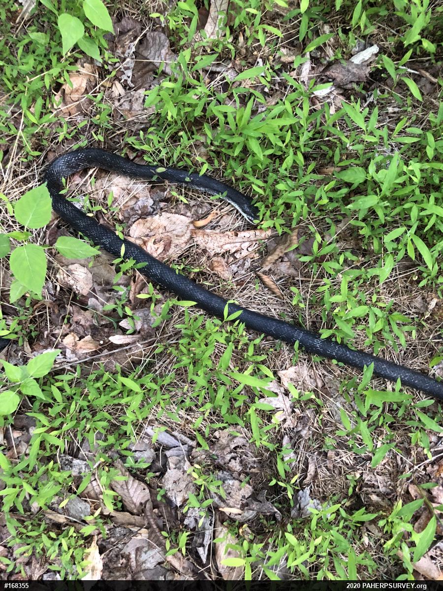 Eastern Ratsnake