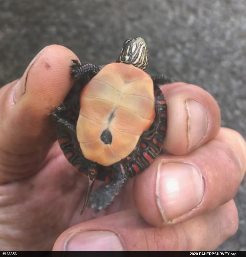 Painted Turtle