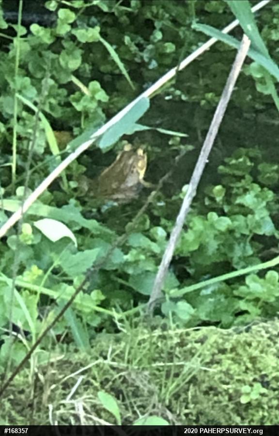 Green Frog