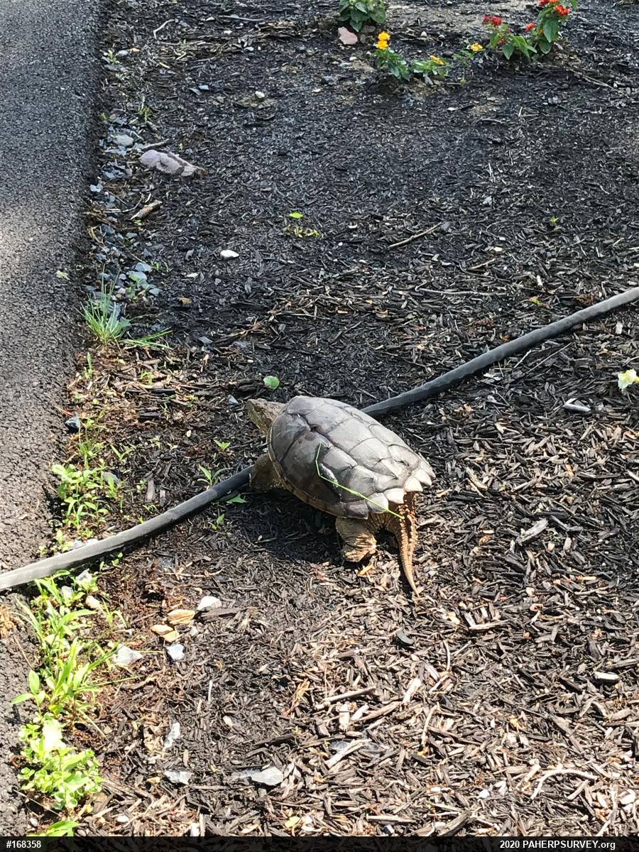 Snapping Turtle