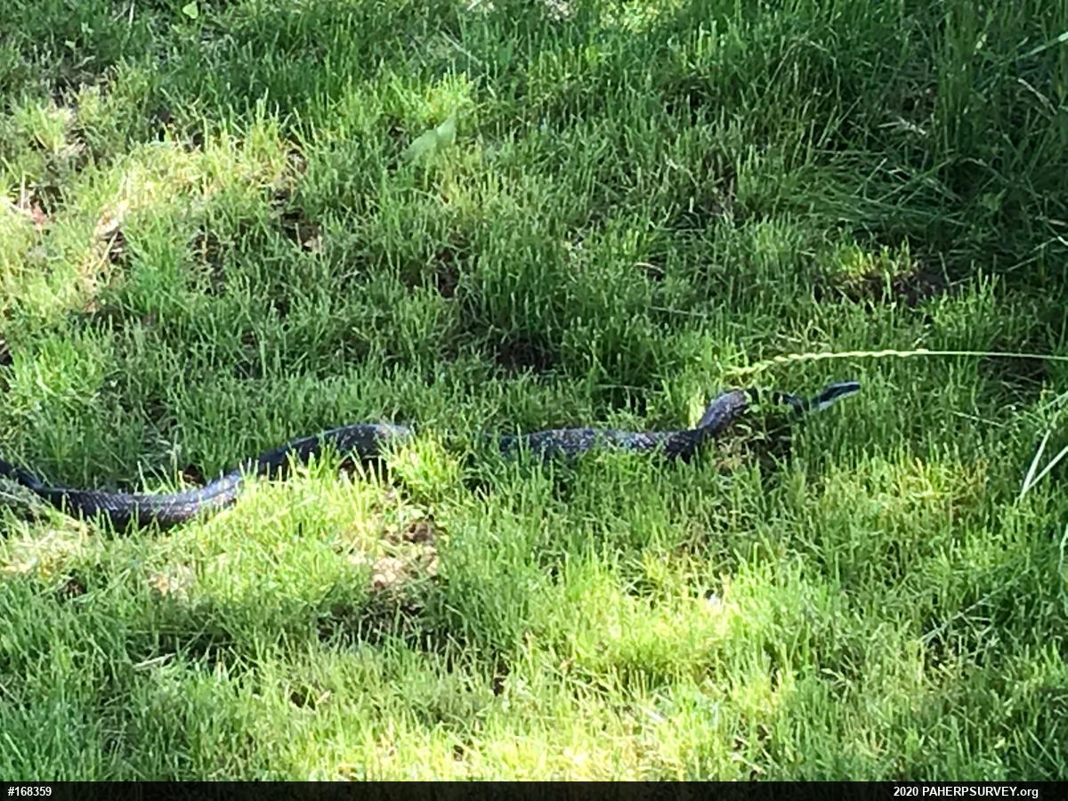 Eastern Ratsnake