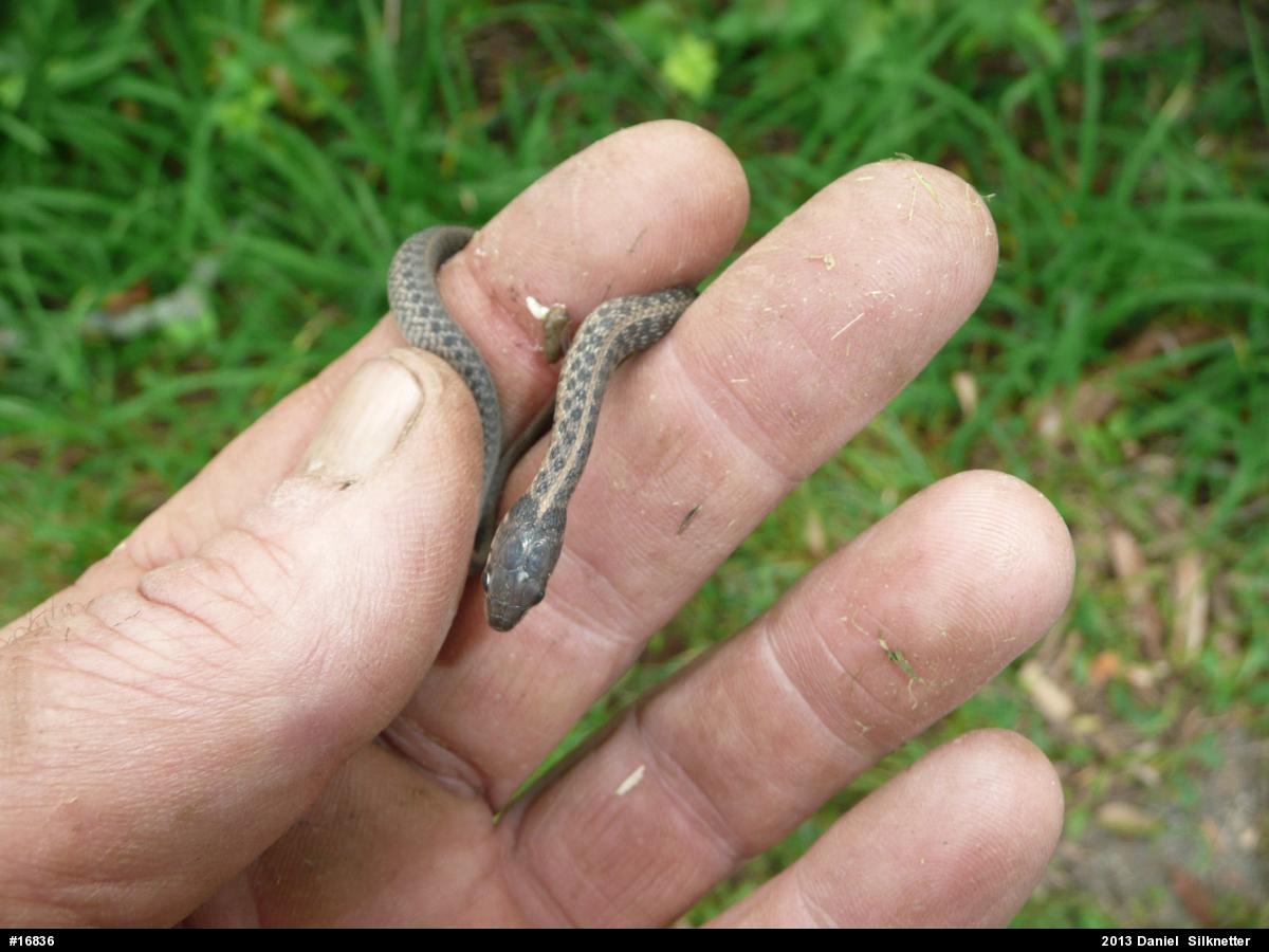 Eastern Gartersnake