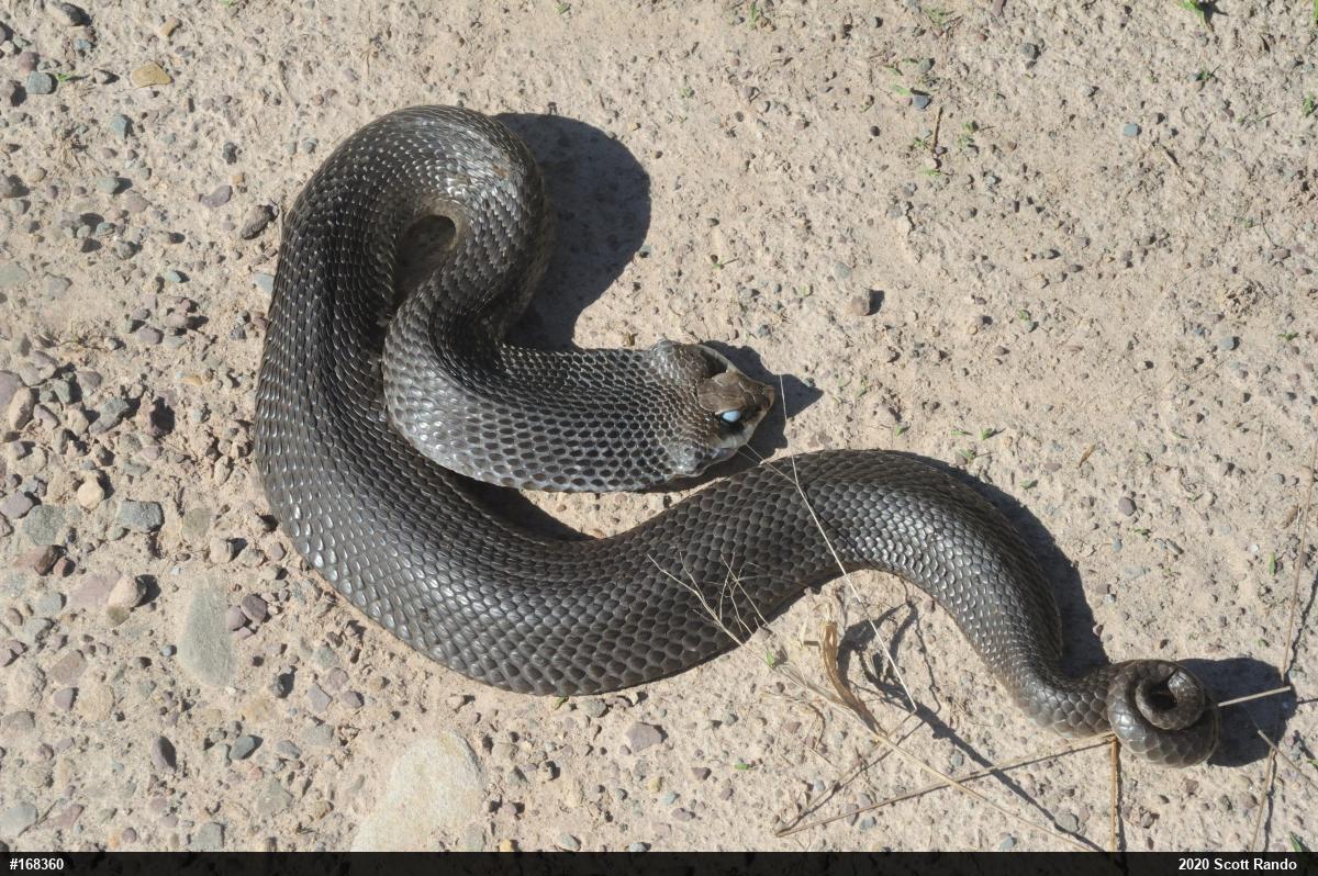Eastern Hog-nosed Snake
