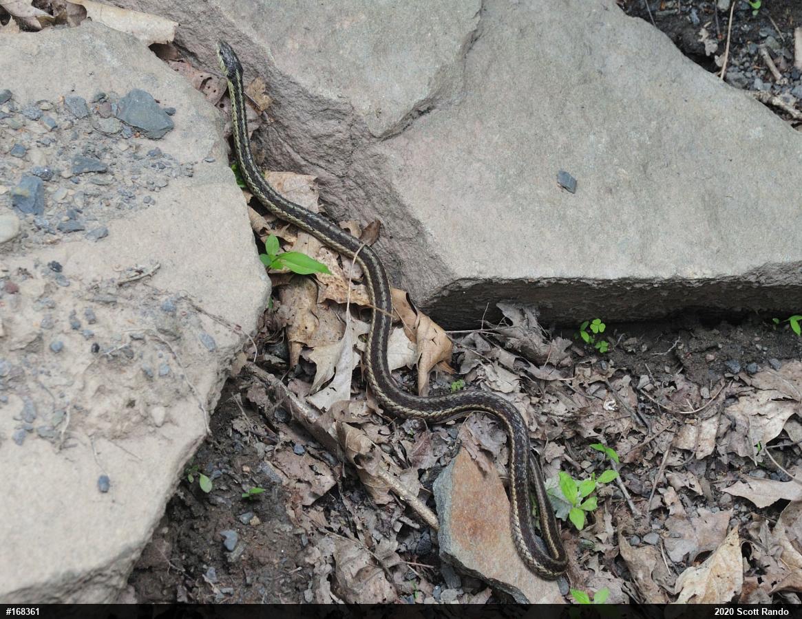 Eastern Gartersnake