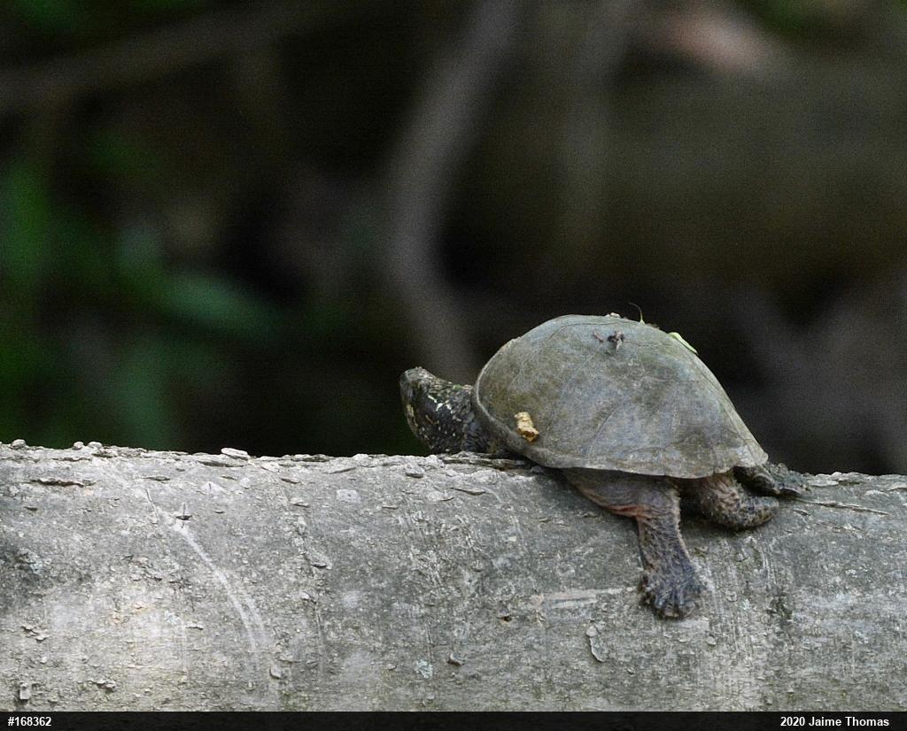 Eastern Musk Turtle