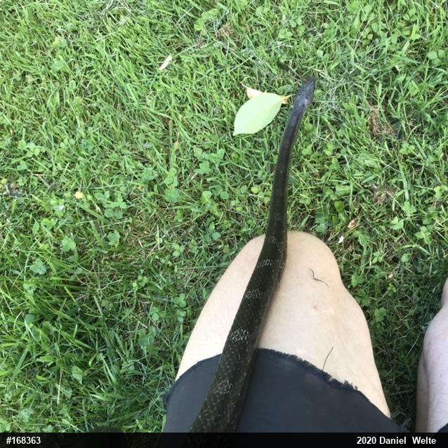 Eastern Ratsnake