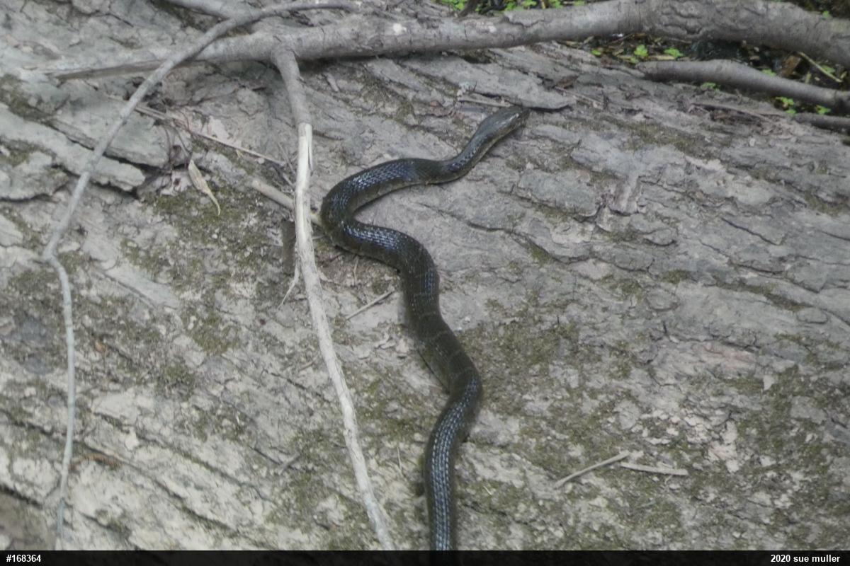 Northern Watersnake