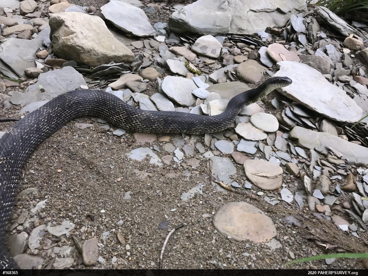 Eastern Ratsnake