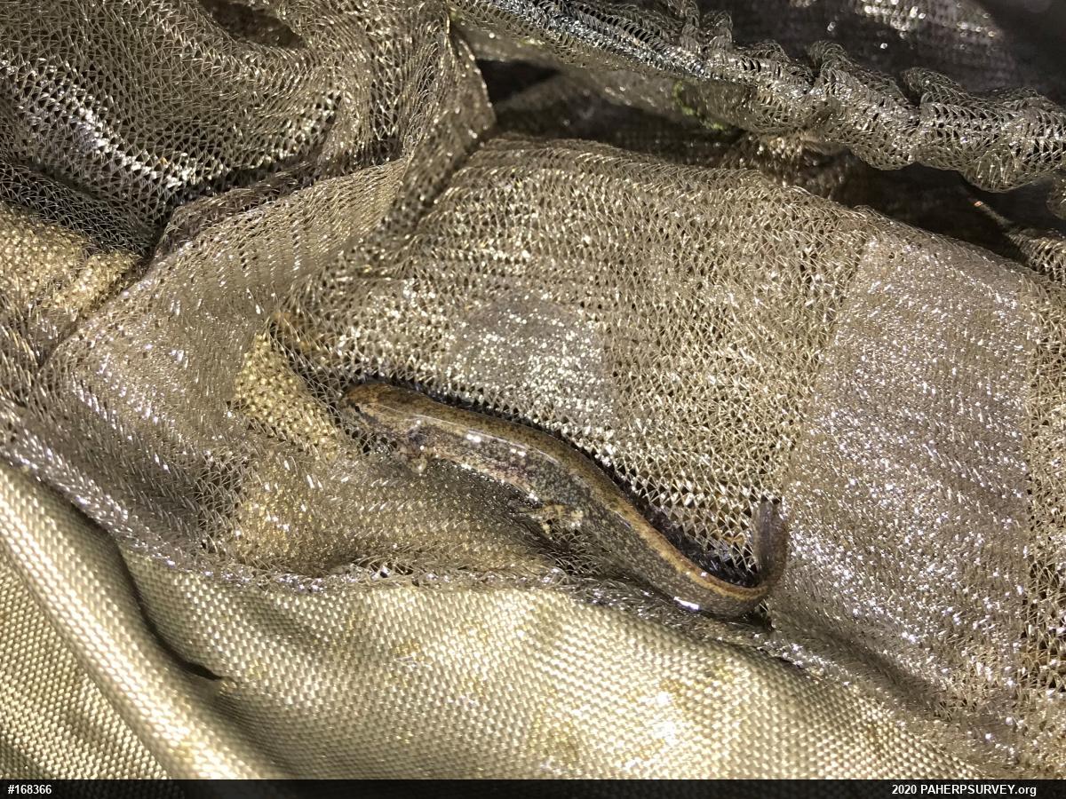 Northern Two-lined Salamander